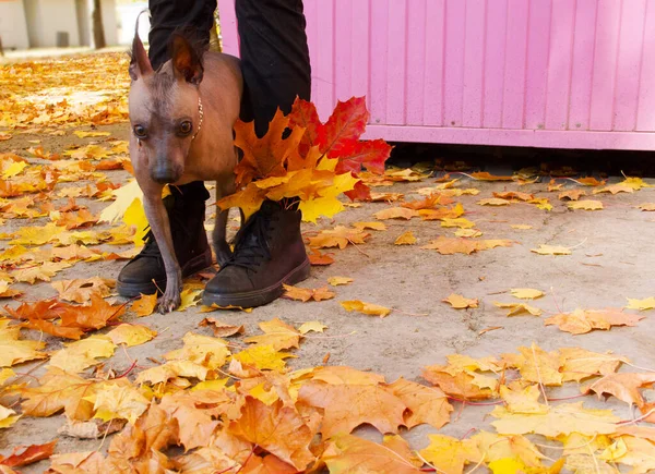 Sonbahar parkında bir kadının yanında bir köpek..