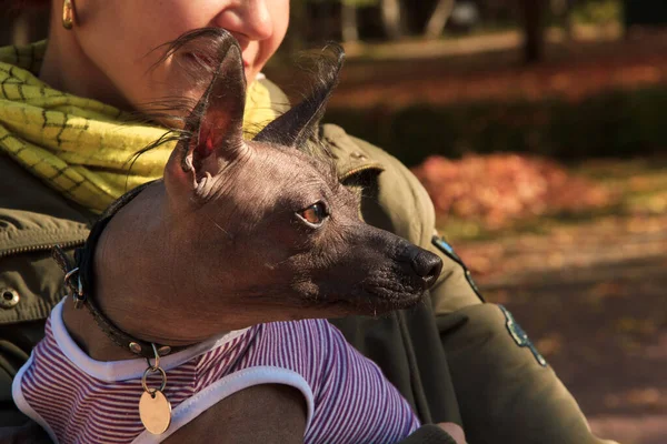 Una Mujer Con Perro Pasea Por Parque Otoño Perro Xolo —  Fotos de Stock