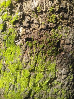 yeşil yosun arkaplanı, yakın plan