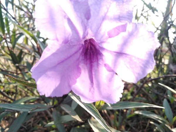 Lavender Flower Petals Growing Garden — ストック写真