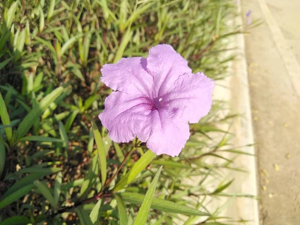 Lavender Flower Petals Growing Garden — Foto de Stock