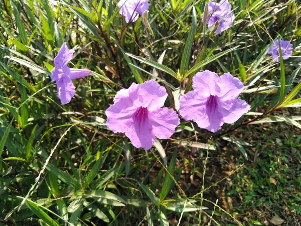 Lavender Flower Petals Growing Garden — ストック写真