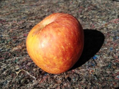 normal view of one red apple placed on the carpet.Apples are known to be low in calories and contain a variety of vitamins and minerals, such as vitamin A, vitamin B6, vitamin C, and potassium.