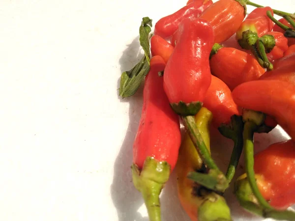 Chili Isolated White Background Chili Fruit Plant Member Genus Capsicum — Zdjęcie stockowe