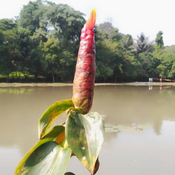 ペトルと呼ばれるインドネシアやコストス スパカタスは Zingibereace族に属する薬用植物です 公園の真ん中の池の横にコストスのスパイスが生えています — ストック写真