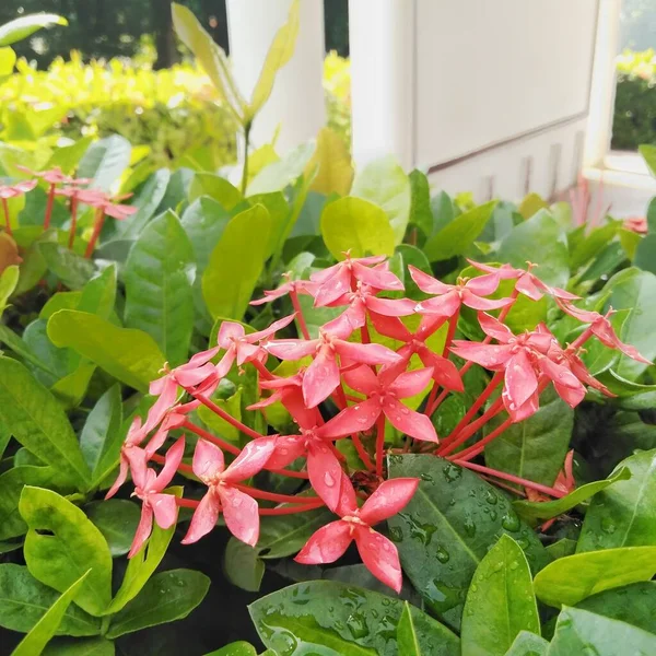 庭で成長している明るい赤のイクソラ 閉めろ イクソラ Ixora ルビジア科の開花植物の属です — ストック写真