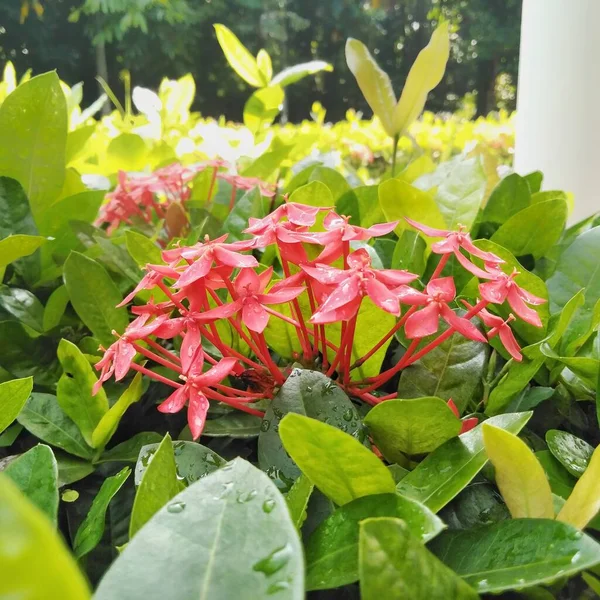 Ixora Roja Brillante Creciendo Jardín Cerca Ixora Género Plantas Con —  Fotos de Stock