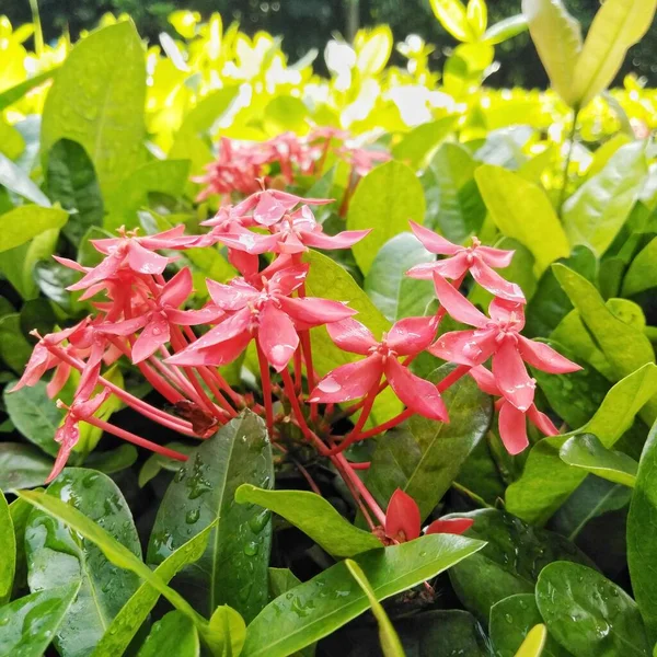 庭で成長している明るい赤のイクソラ 閉めろ イクソラ Ixora ルビジア科の開花植物の属です — ストック写真