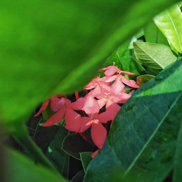 庭で成長している明るい赤のイクソラ 閉めろ イクソラ Ixora ルビジア科の開花植物の属です — ストック写真