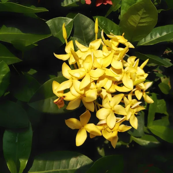 庭で成長している明るい黄色のイクソラ 閉めろ イクソラ Ixora ルビジア科の開花植物の属です — ストック写真