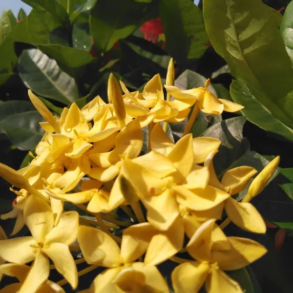 庭で成長している明るい黄色のイクソラ 閉めろ イクソラ Ixora ルビジア科の開花植物の属です — ストック写真