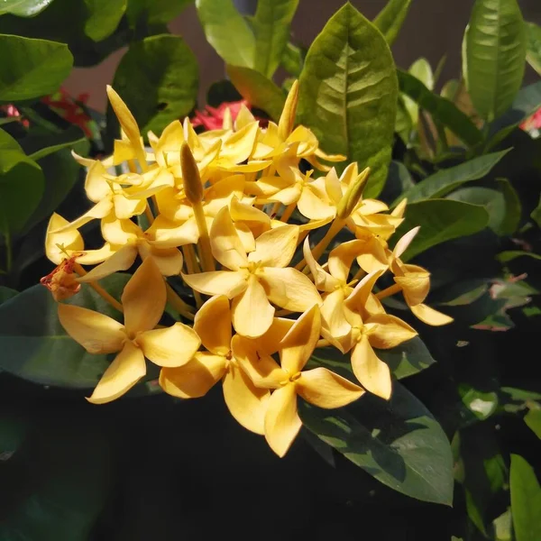 庭で成長している明るい黄色のイクソラ 閉めろ イクソラ Ixora ルビジア科の開花植物の属です — ストック写真