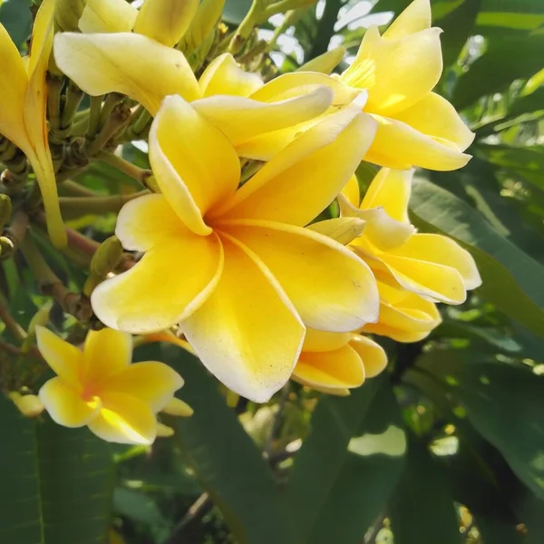 Los Pétalos Flor Frangipani Son Amarillos Ligeramente Blancos Los Bordes —  Fotos de Stock