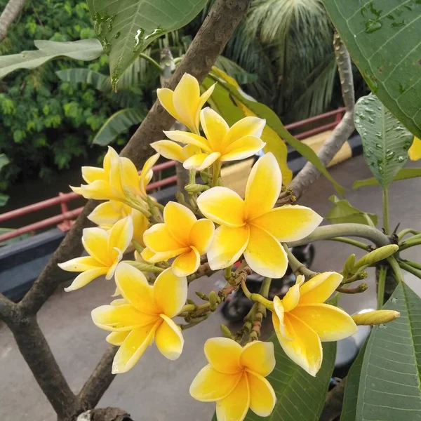 フランジパニの花の花弁は黄色で 端がやや白く 通常の角度で見ることができます — ストック写真