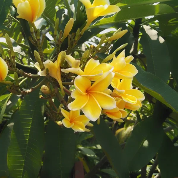 Petals Frangipani Flower Yellow Slightly White Edges Normal Angle View — Stock Photo, Image