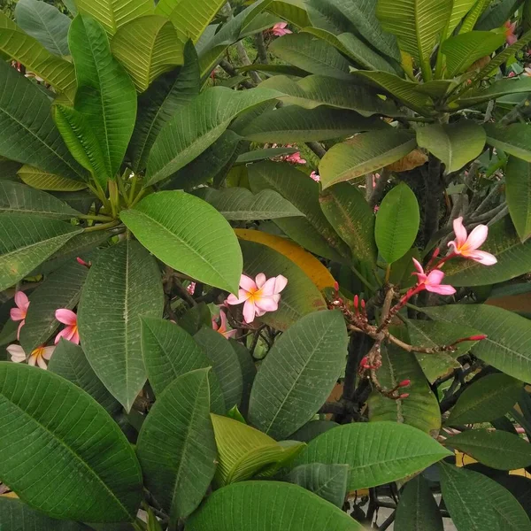 frangipani or semboja or Plumeria is a group of plants in the genus Plumeria. The shape is a small tree with sparse but thick leaves. The fragrant flowers are very distinctive, with a white to purplish-red crown, usually five strands