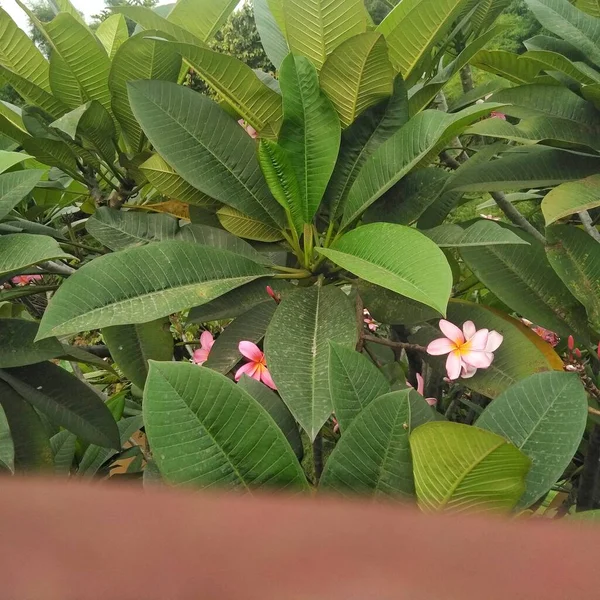 Frangipani Semboja Plumeria Grupo Plantas Del Género Plumeria Forma Pequeño — Foto de Stock