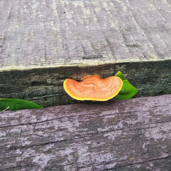 Seta Naranja Creciendo Puente Madera Con Una Vista Ángulo Normal — Foto de Stock