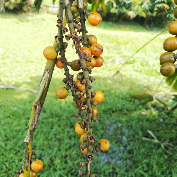 Fruit Palmier Accroché Tige Palmier Qui Pousse Dans Parc Urbain — Photo