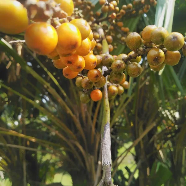 Bir palmiye ağacının sapında asılı olan meyve. Bu ağaç, her zaman yerel sakinlerin ziyaret ettiği evin yakınındaki bir şehir parkında yetişir.