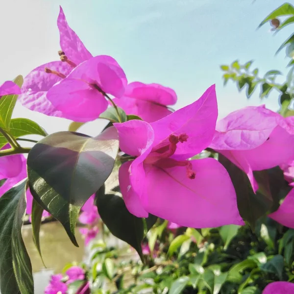 在花园或院落的花园里 种植适合的色彩艳丽的纸花或花冠 — 图库照片
