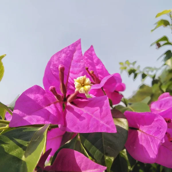 在花园或院落的花园里 种植适合的色彩艳丽的纸花或花冠 — 图库照片