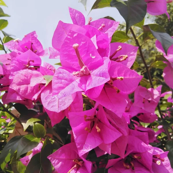 Flores Papel Brilhantemente Plantadas Bougainvillea Que São Adequados Jardim Jardim — Fotografia de Stock