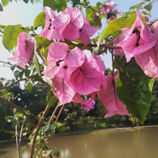 Flores Papel Brillantemente Plantadas Buganvillas Que Son Adecuadas Jardín Jardín — Foto de Stock
