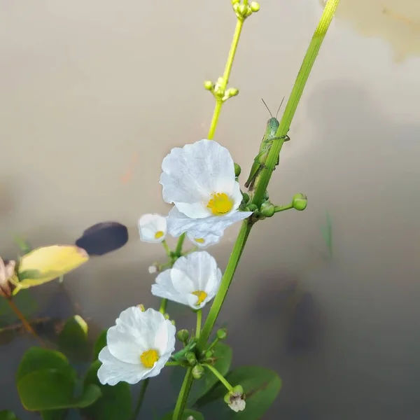 Água Jasmim Uma Planta Muito Bonita Refresca Esta Flor Também — Fotografia de Stock