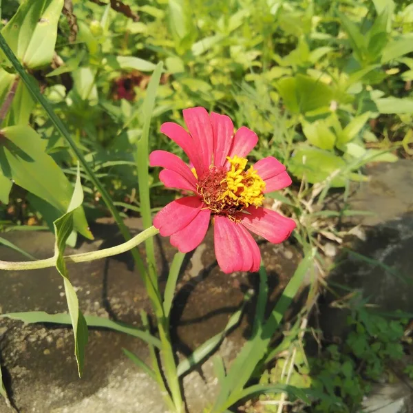 Zinnia, papatya familyasından, ayçiçeği kabilesinin bir bitki cinsidir.. 