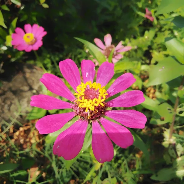 Zinnia Papatya Familyasından Ayçiçeği Kabilesinin Bir Bitki Cinsidir — Stok fotoğraf