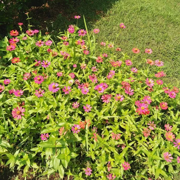 Zinnia, papatya familyasından, ayçiçeği kabilesinin bir bitki cinsidir.. 