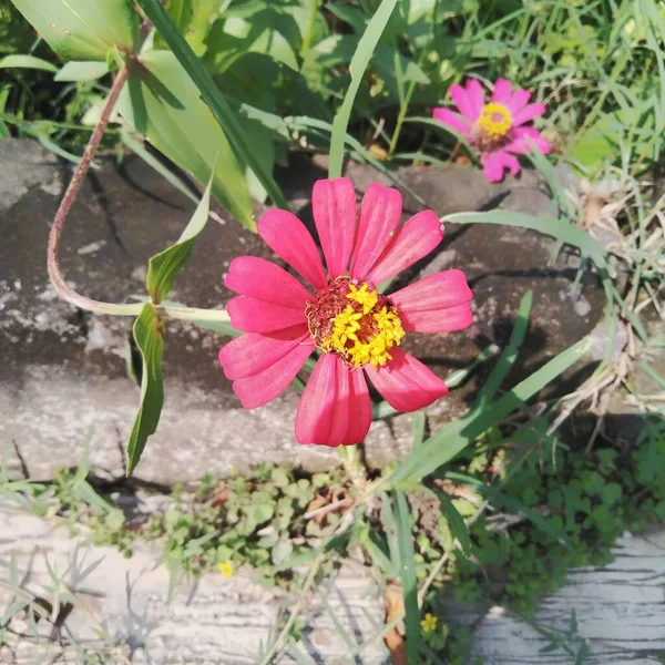 Beautiful Zinnia Flower Growing Garden Zinnia Género Botânico Pertencente Família — Fotografia de Stock