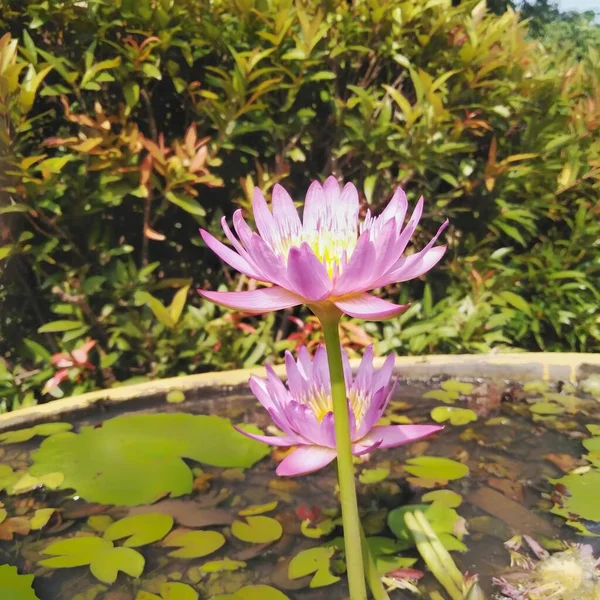 Suyun üzerinde açan mor nilüfer çiçeği gözlere güzel bir manzara sunar..