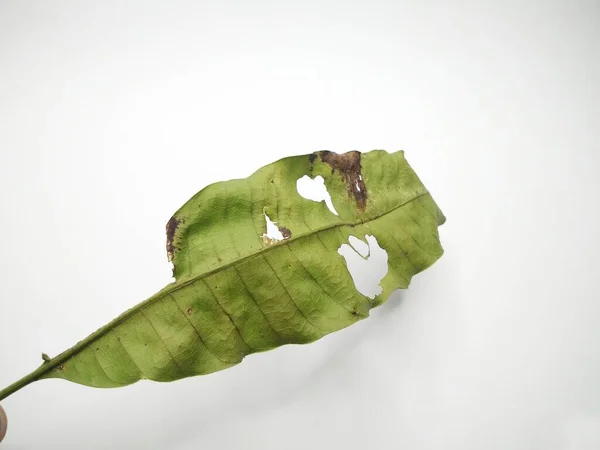 green leaf isolated on a white background