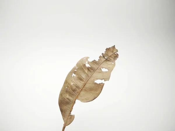 Trockene Blätter Isoliert Auf Weißem Hintergrund lizenzfreie Stockbilder