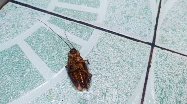 Hamamböceğini, ölü bir durumla banyonun zeminine kapatın.