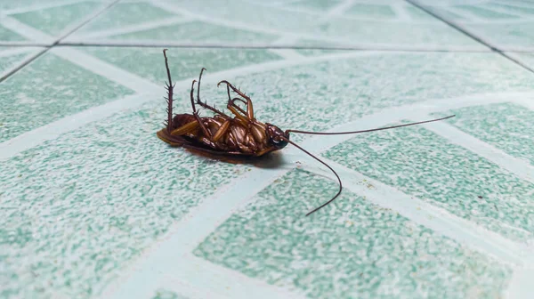 Κλείστε Την Κατσαρίδα Μια Νεκρή Κατάσταση Στο Πάτωμα Του Μπάνιου — Φωτογραφία Αρχείου