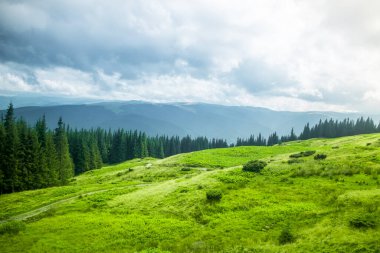 Bright fresh green grass lawn and pine tree forest against rainy sky. Panoramic view of beautiful mountain landscape. Fabulous misty morning scene of nature. Amazing natural background. Carpathians