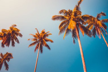 Coconut palm trees orange crown against blue sky. Tropical paradise nature background. Holiday vacation concept, travel design