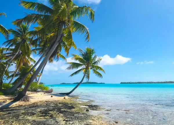 Exotic Wild Beach White Sand Shore Coconut Trees Turquoise Water — Stok fotoğraf