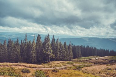Dramatic highland forest ladscape. Trekking tourist trail along pine tees, cloudy sky and mountain range in the background. Beautiful nature landscape. Vintage retro tone filter. Carpathian mountains