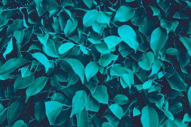 Green dark leaves texture background, abstract natural pattern and wallpaper. Cold blue toning filter