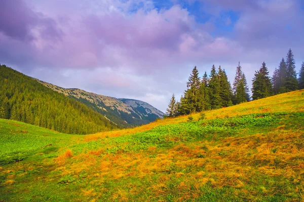 Impressively beautiful fairy-tale landscape. Mountain valley panorama with pine tree forest, green and yellow grass, colorful sunset sky. Picturesque scenery. Travel to Carpathians mountains, Ukraine