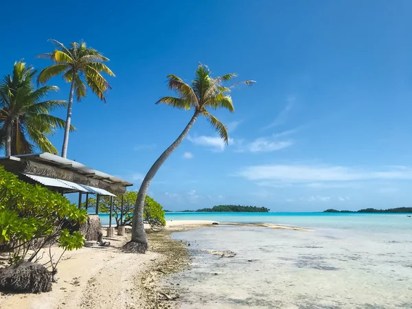 Maldives tropical island beach. Relax in paradise wild nature. Turquoise sea water lagoon, blue sky, palm tree perfect tropical landscape. Sunny exotic tropical beach landscape background or wallpaper