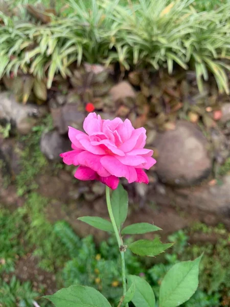 ดอกไม สวยงามบานในสวน — ภาพถ่ายสต็อก