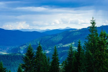 Yeşil dağların arka planında kozalaklı ağaçlar. Temiz, şifalı dağ havası. Dağ tatil köyü. Ukrayna Karpatları