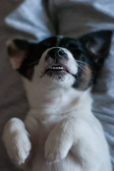Jack Russell Terrier Śpi Zabawnie Złożonymi Łapami Zęby Psów Mlecznych — Zdjęcie stockowe