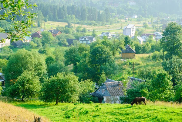 Bir inek bir dağ köyünün (Yaremcha, Ukrayna) arka planında otlar. Doğal otlaklar. Dağlık bir Avrupa köyünde açık güneşli bir yaz günü.