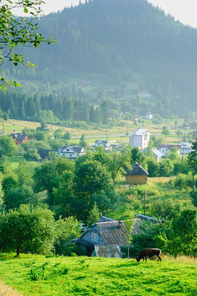 Bir inek, Karpat Dağları 'nın (Yaremcha, Ukrayna) arka planında otlar. Dağlık arazide sığır yetiştiriyorum. Doğal inek otlaması. Dağlık bir Avrupa köyünde açık güneşli bir yaz günü.